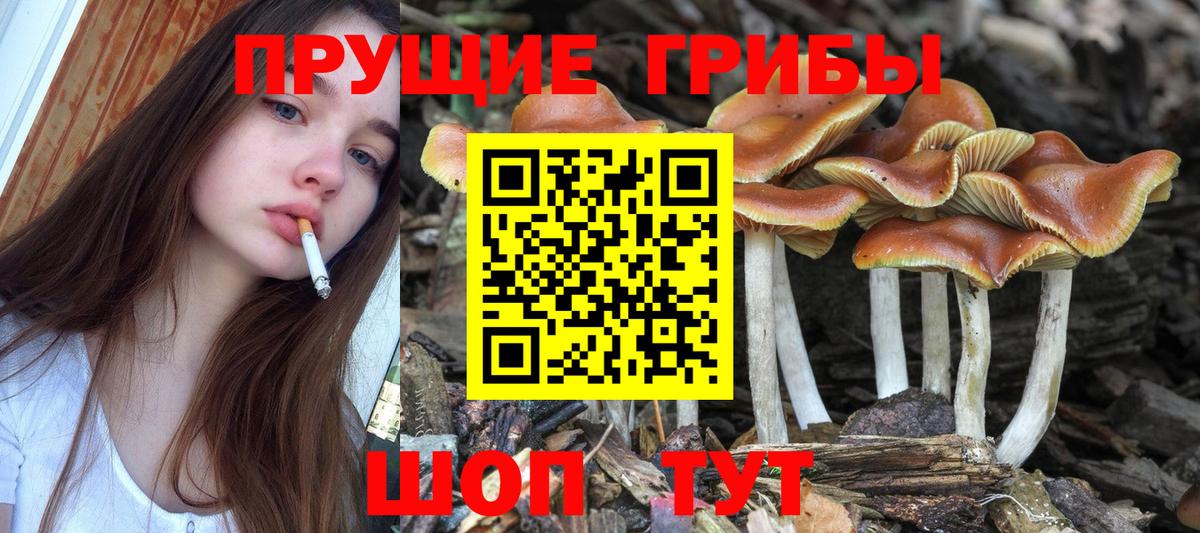 Галлюциногенные грибы Magic Shrooms Краснознаменск
